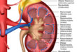 Anatomie der menschlichen Niere