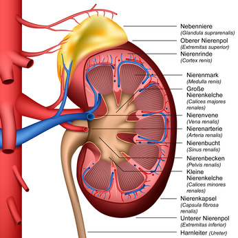 Anatomie der menschlichen Niere