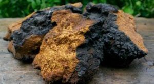 Chaga Pilz